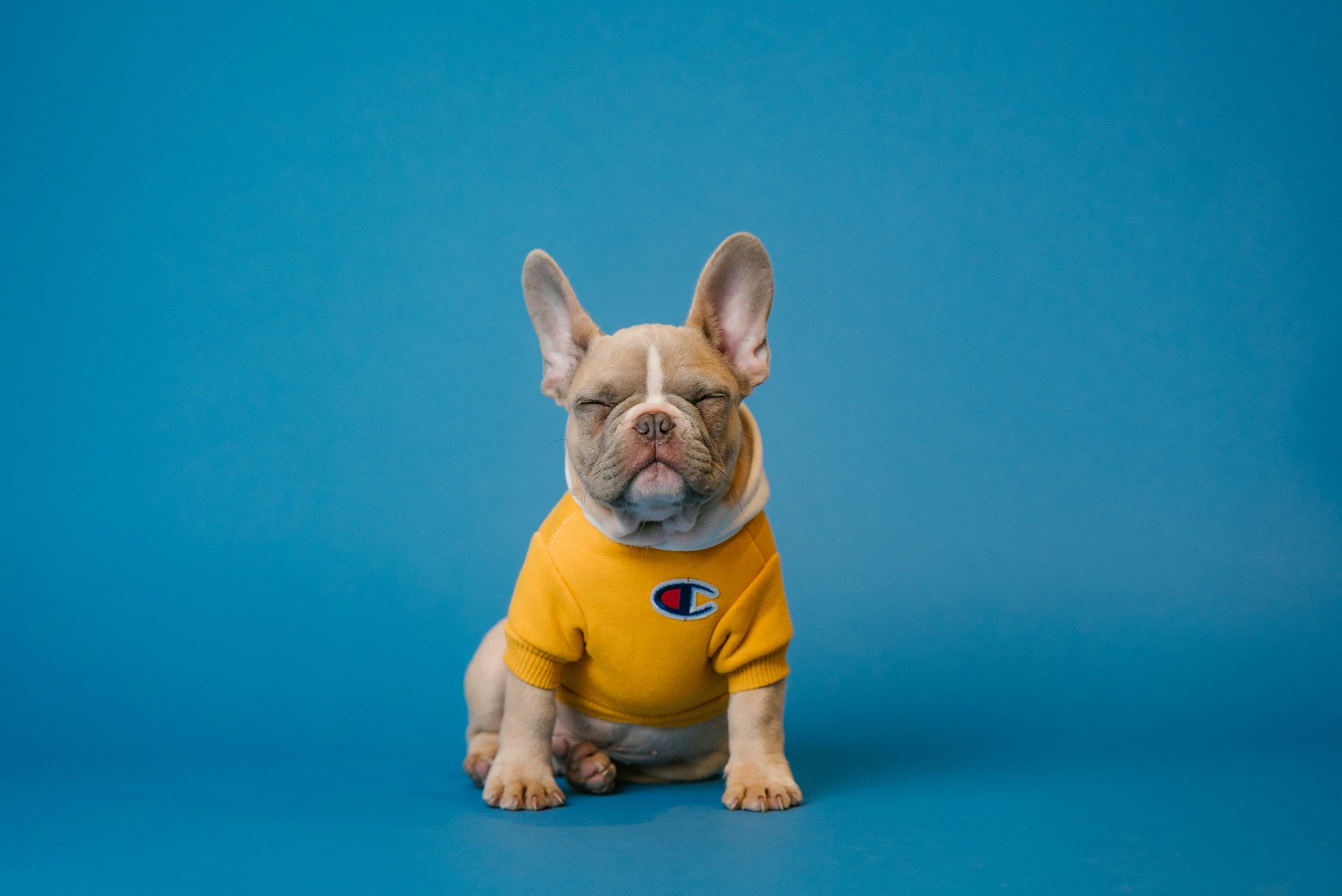 Luxury pet accessories